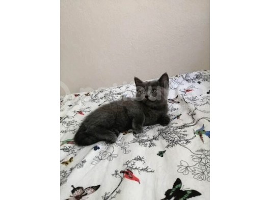 Russian Blue - British Shorthair görsel