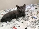 Russian Blue - British Shorthair