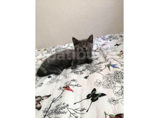 Russian Blue - British Shorthair