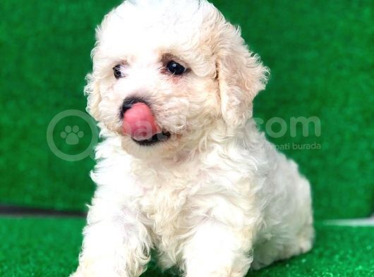 2.5 Aylık Dişi Maltipoo Yavrumuz