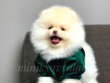 Safkan Teddy Face Pomeranian Yavrularımız