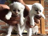 Scottish Fold Yavruları