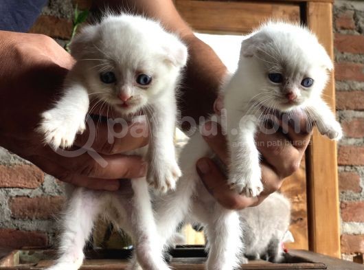 Scottish Fold Yavruları görsel