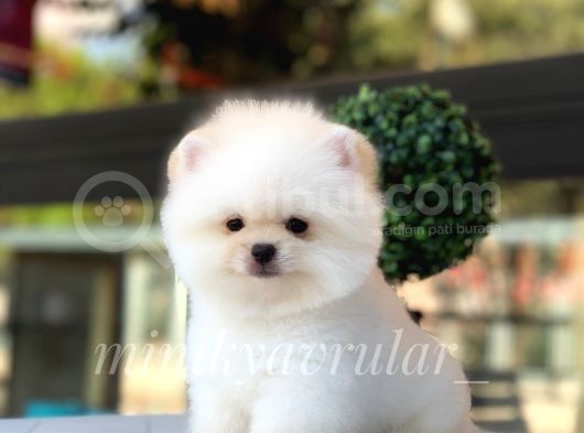 Ayıcık Teddy Face Pomeranian Yavrularımız