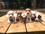 Jackrussel Yavrularımız