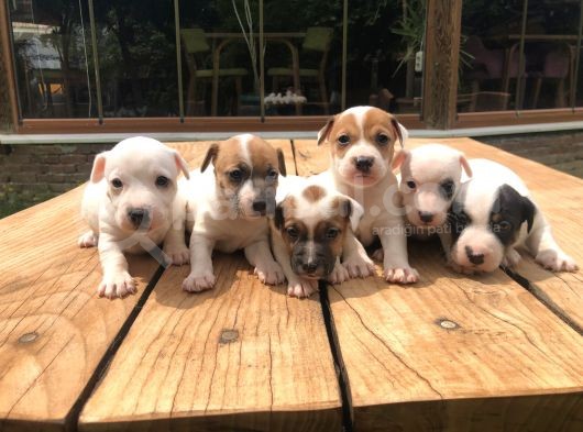 Jackrussel Yavrularımız görsel
