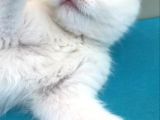 British Shorthair Tam 2 Aylık Yavrumuz