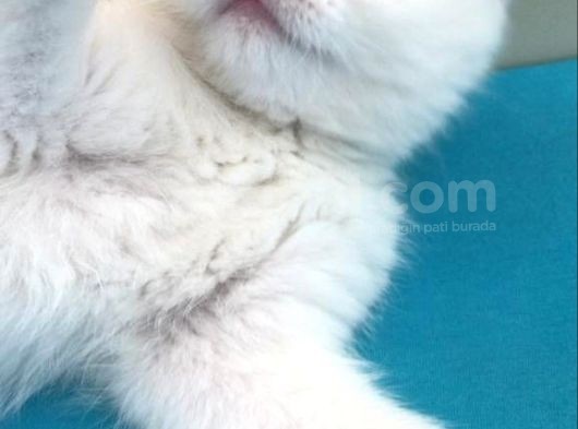 British Shorthair Tam 2 Aylık Yavrumuz görsel