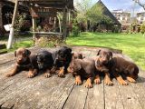 King Dobermann Yavruları