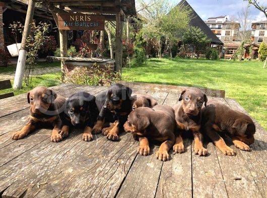 King Dobermann Yavruları görsel