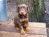 King Dobermann Yavruları
