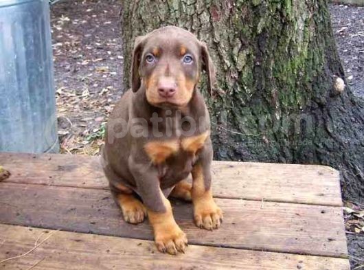 King Dobermann Yavruları görsel
