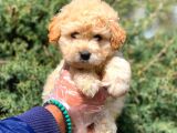 2.5 Aylık Erkek ve Dişi Maltipoo Yavrular