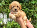 2.5 Aylık Erkek ve Dişi Maltipoo Yavrular