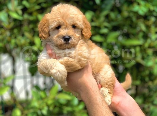 2.5 Aylık Erkek Ve Dişi Maltipoo Yavrular