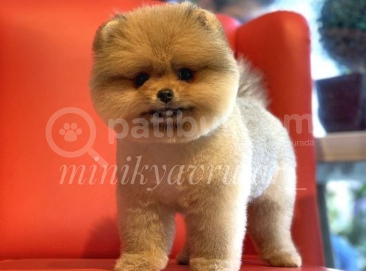 Safkan Teddy Face Pomeranian Arayanlara