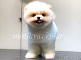 Irkının En İyileri Pomeranian Yavrularımız