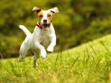 Jackrussel Yavrularımız