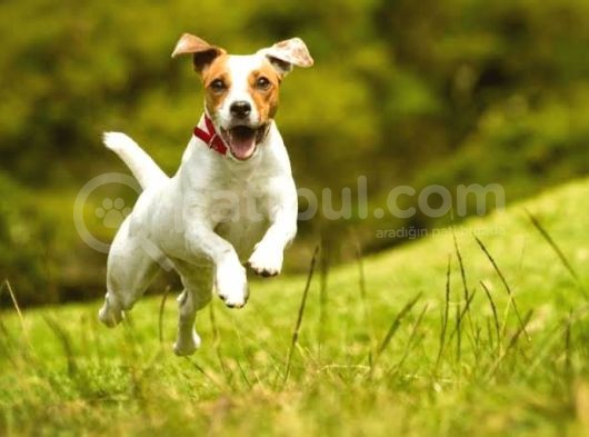 Jackrussel Yavrularımız görsel
