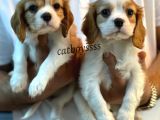 Muhteşem King Charles Cavalier Yavrularımız