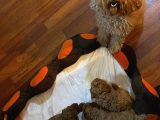 Toy Poodle Yavrular