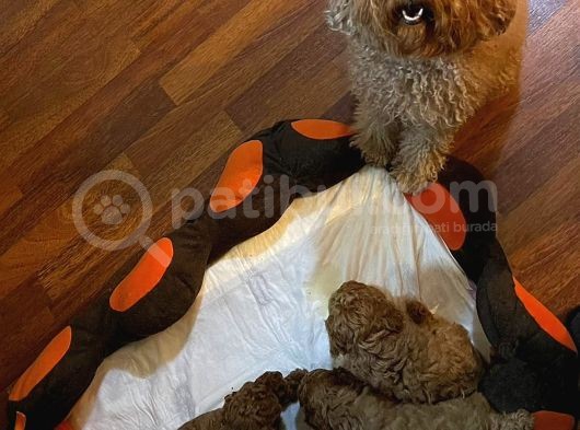 Toy Poodle Yavrular görsel