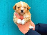 2.5 Aylık Erkek ve Dişi Maltipoo Yavrular