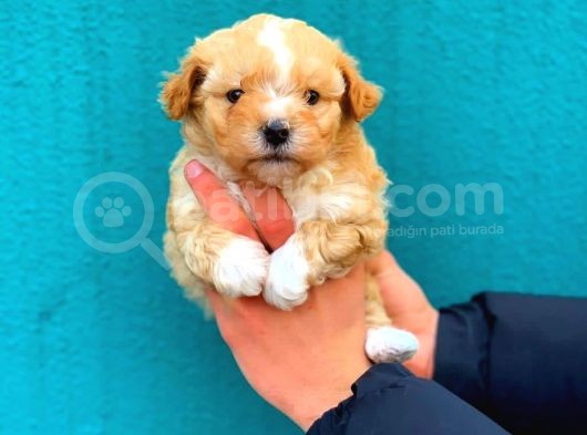 2.5 Aylık Erkek Ve Dişi Maltipoo Yavrular