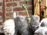 Scottish Fold Yavruları