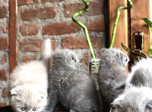 Scottish Fold Yavruları görsel