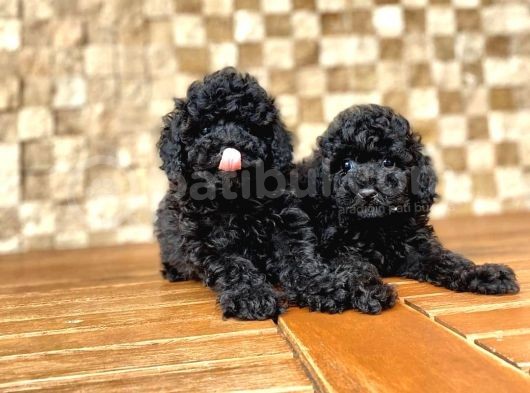 Toy Poodle Yavrular görsel