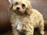 Kayısı Renk Maltipoo Yavrularımız