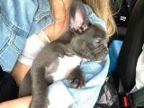 3 Aylık Blue French Bulldog