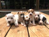 Jackrussel Yavrularımız