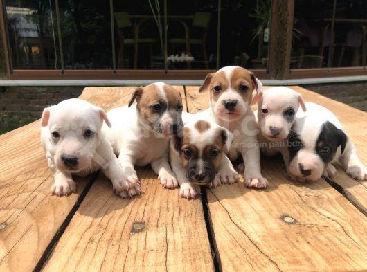 Jackrussel Yavrularımız görsel