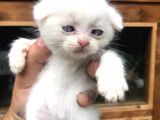 Scottish Fold Yavruları