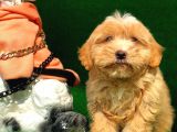 2.5 Aylık Erkek Maltipoo Yavrumuz