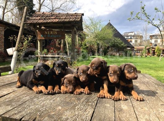 King Dobermann Yavruları görsel