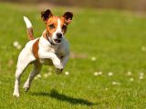 Jackrussel Yavrularımız