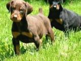 King Dobermann Yavruları