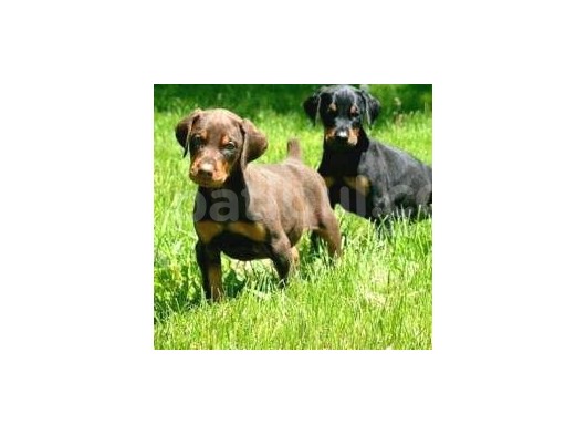 King Dobermann Yavruları görsel