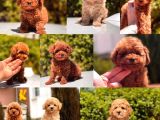 Toy Poodle Yavrular