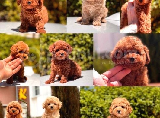 Toy Poodle Yavrular
