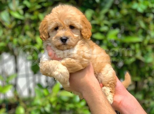 2.5 Aylık Erkek Ve Dişi Maltipoo Yavrular görsel