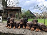 King Dobermann Yavruları