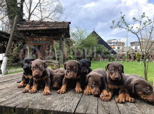 King Dobermann Yavruları görsel