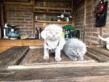 Scottish Fold Yavruları