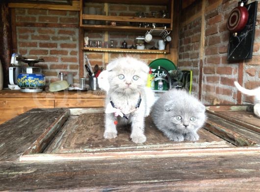 Scottish Fold Yavruları görsel