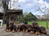 King Dobermann Yavruları