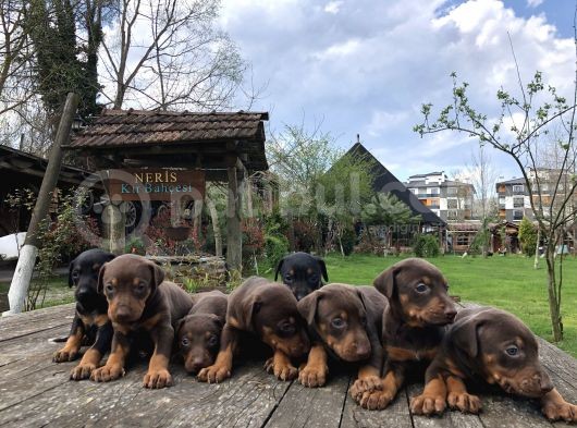 King Dobermann Yavruları